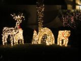 Christmas lights in the neighbourhood